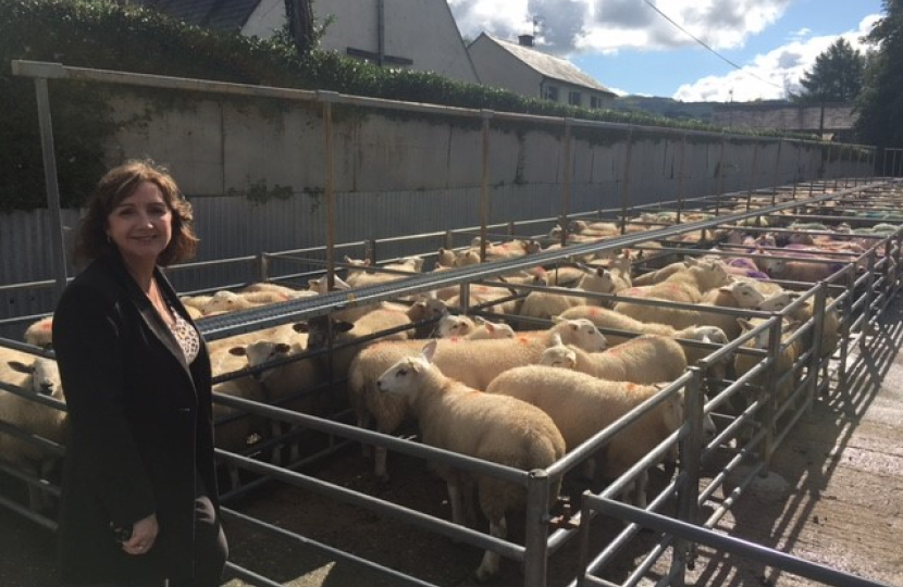 Janet at Llanrwst Mart