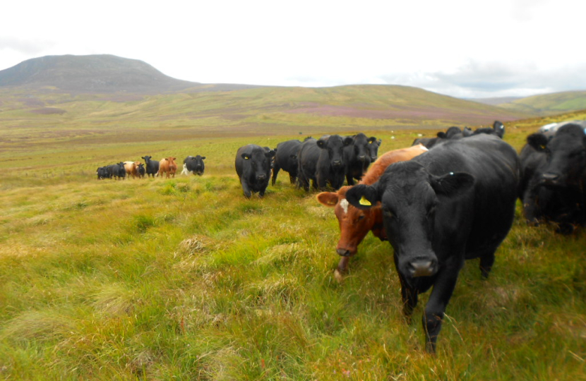 Hafod Farm Visit