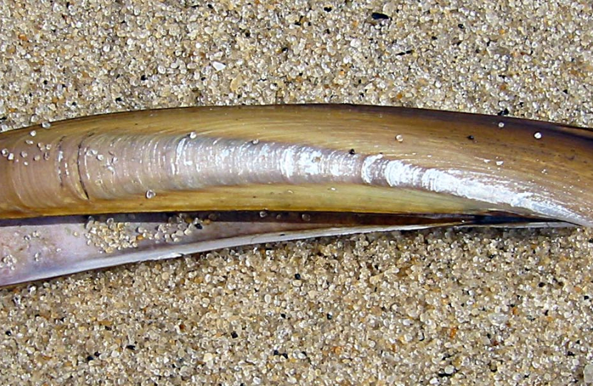 Razor Clam