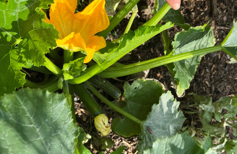 Incredible edible 