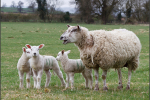 Sheep