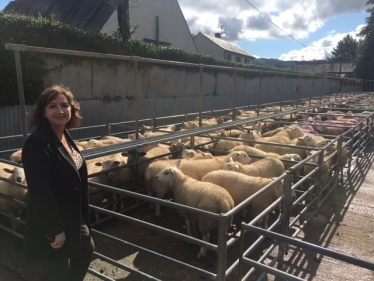 Janet at Llanrwst Mart