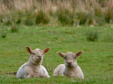 lambs 