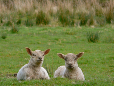 lambs 