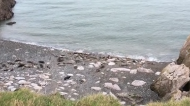 Seals